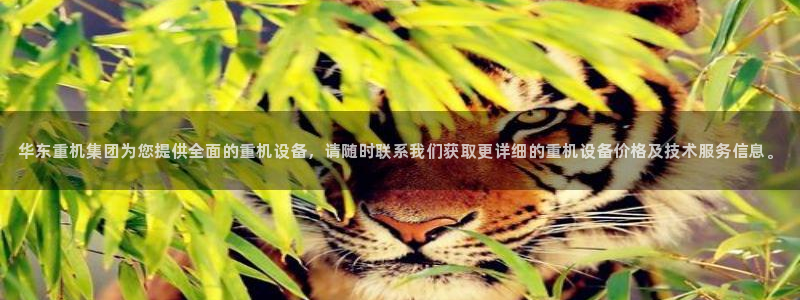 辉达娱乐加q75775稳定